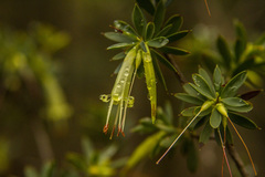 Styphelia triflora