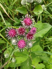 Arctium tomentosum