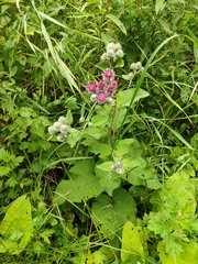 Arctium tomentosum