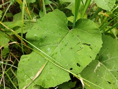 Arctium tomentosum