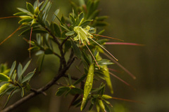 Styphelia triflora