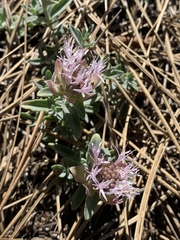 Monardella linoides