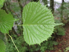 Euptelea polyandra