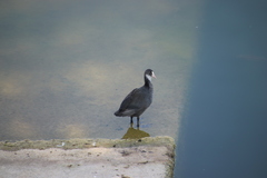 Fulica atra