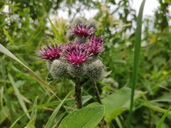Arctium tomentosum