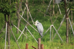 Ardea cinerea