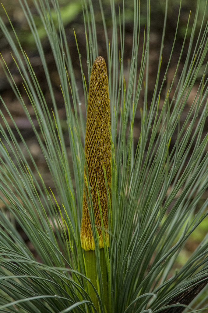 Queensland Grasstree