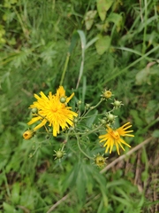 Hieracium umbellatum
