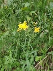 Hieracium umbellatum