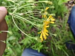Hieracium umbellatum
