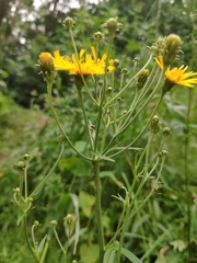 Hieracium umbellatum