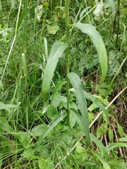 Hieracium umbellatum