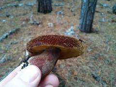 Tricholomopsis scabra