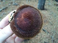 Tricholomopsis scabra