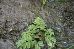 Salvinia natans
