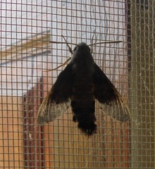 Macroglossum aquila