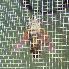 Macroglossum aquila