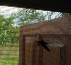 Macroglossum aquila