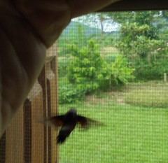 Macroglossum aquila