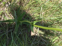 Penstemon tubaeflorus