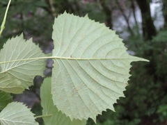 Euptelea polyandra