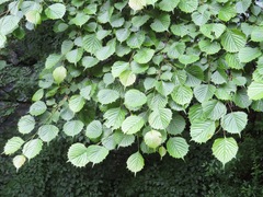 Euptelea polyandra