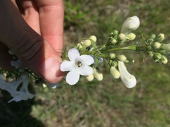 Penstemon tubaeflorus