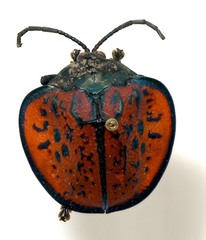 Discomorpha moczarskii