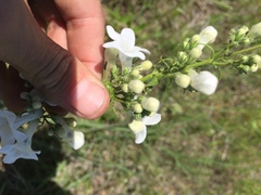 Penstemon tubaeflorus