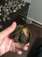 Pomacea canaliculata