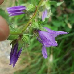 Campanula trachelium