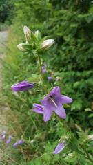 Campanula trachelium