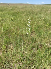 Penstemon tubaeflorus