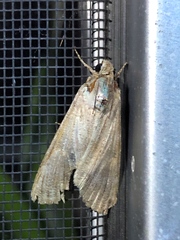 Melipotis acontioides