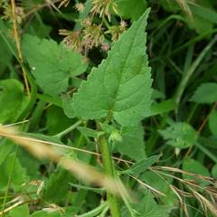 Campanula trachelium