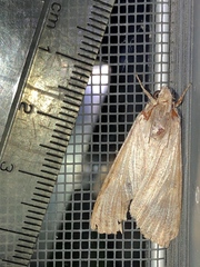 Melipotis acontioides