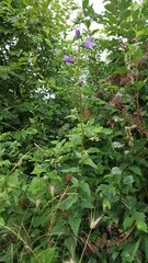 Campanula trachelium