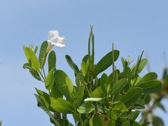 Rhabdadenia biflora image