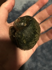 Pomacea canaliculata
