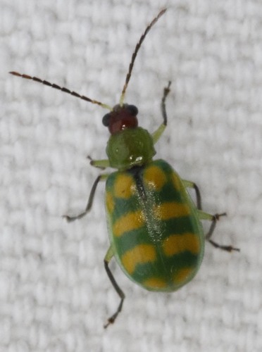 Banded Cucumber Beetle