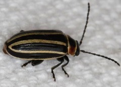 Disonycha pensylvanica