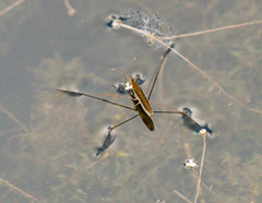 Limnoporus notabilis