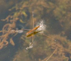 Limnoporus notabilis