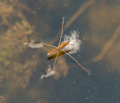 Limnoporus notabilis