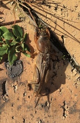 Gryllotalpa africana