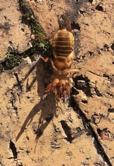 Gryllotalpa africana