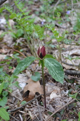 Trillium recurvatum