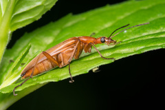 Cephaloon tenuicorne