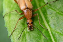 Cephaloon tenuicorne