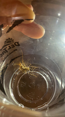 Scutigera coleoptrata